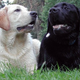 Illustration for article titled Black Dog Syndrome Teaches Us a Crucial Lesson About Science